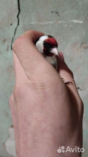 Певчие птицы