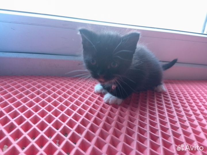 Котик бесплатно