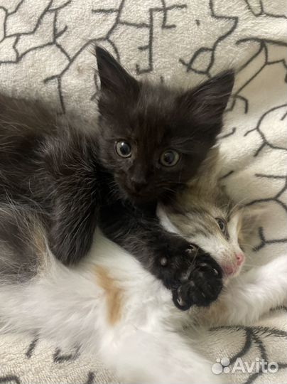 Кошечки в добрые руки