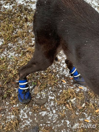 Ботинки для собак Triol