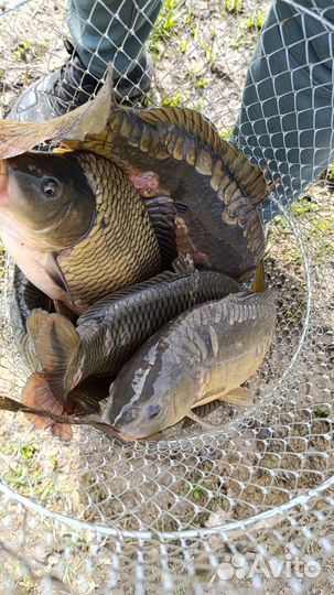 Живая рыба карп / замороженная