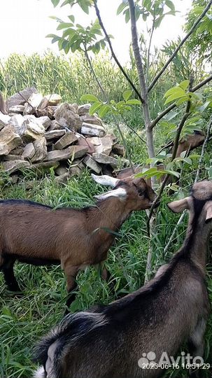 Продаются козлята