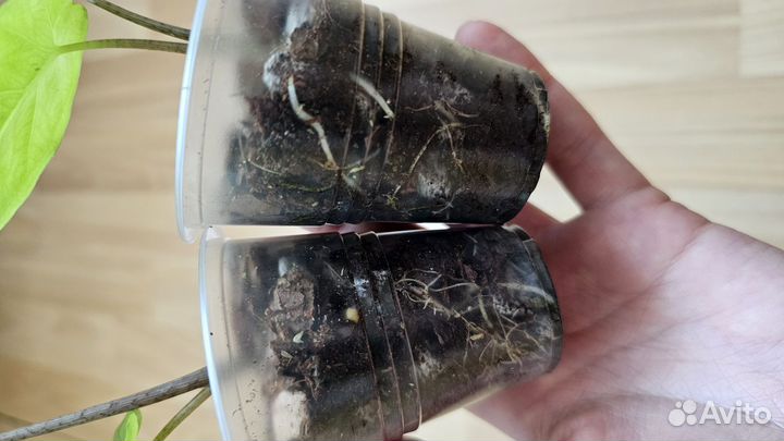 Алоказия Коразон