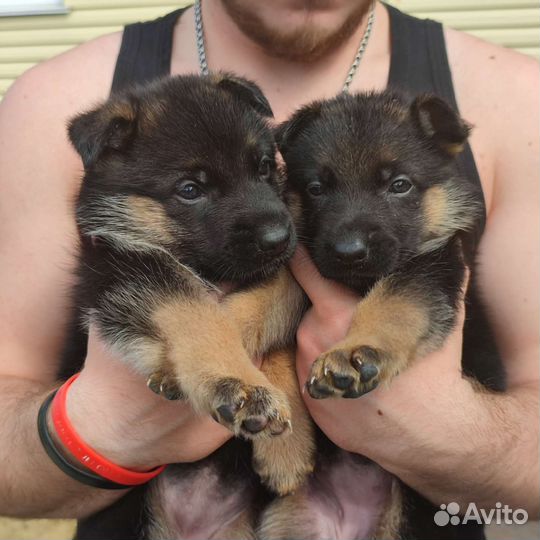 Щенки немецкой овчарки