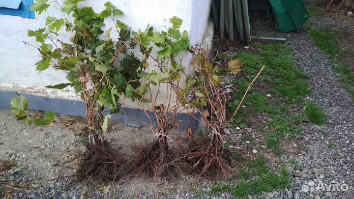 Саженцы винограда