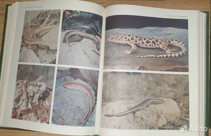 Советская энциклопедия- Жизнь животных