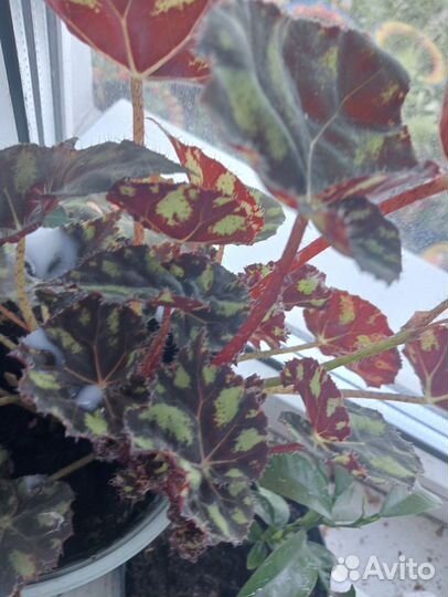 Домашние растения