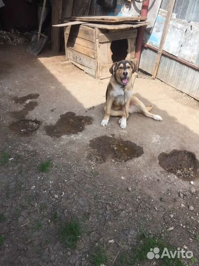 Собака в добрые руки