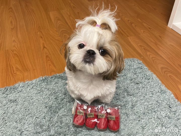 Зимняя обувь для собак