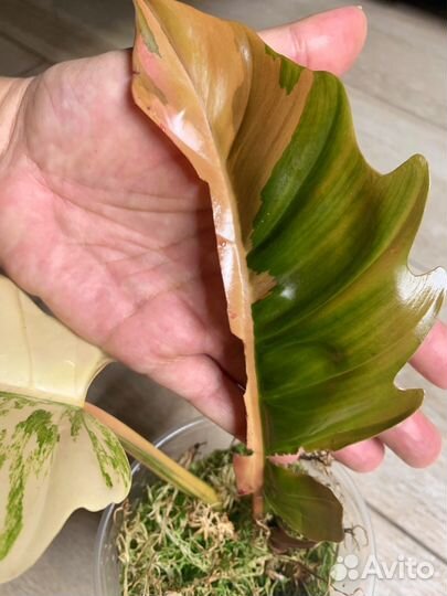 Филодендрон карамель марбл вариегатный