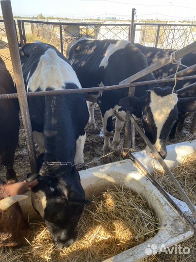 Продам быков