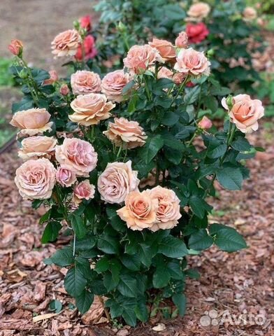 Мульча кора лиственницы