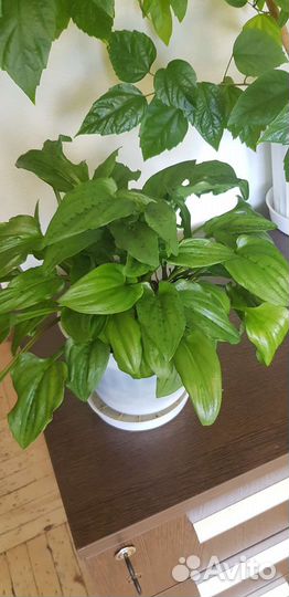 Цветы комнатные