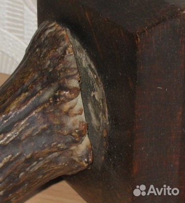 Рог лося с медальоном