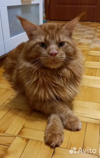 Мейн-кун вязка