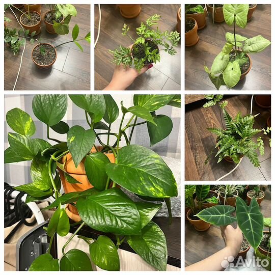 Домашние ароидные и не только от
