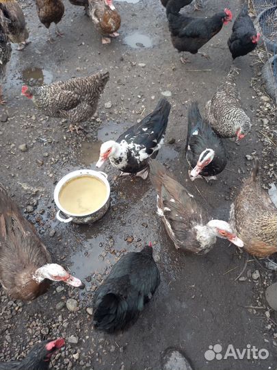 Яйцо индоутки