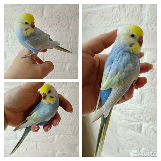 Радужные птенцы. Самец и самочка