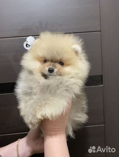 Померанский шпиц мини