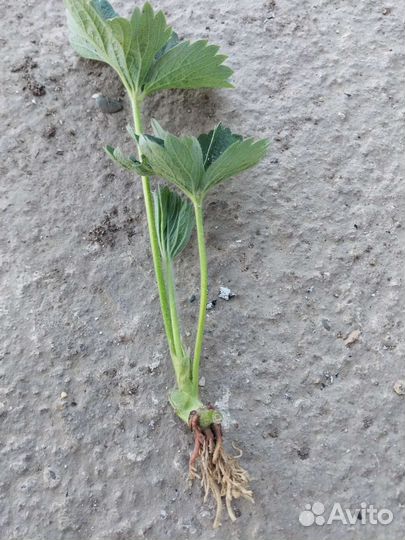 Рассада клубники 