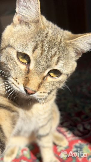 Котик в добрые руки