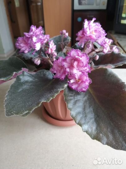 Черный принц