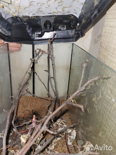 Палочник анамский (нимфа 1-2 месяца)