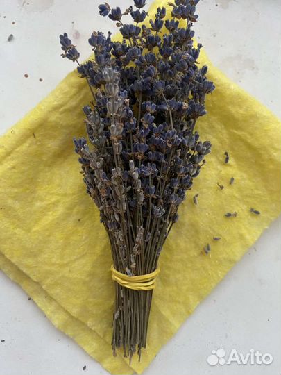 Лаванда сухоцвет