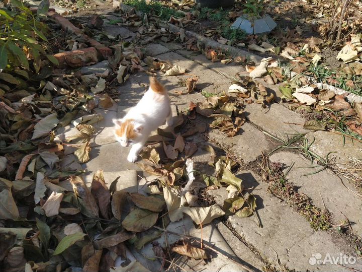 Отдам котенка мальчик