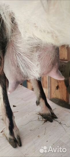 Альпийские козлики