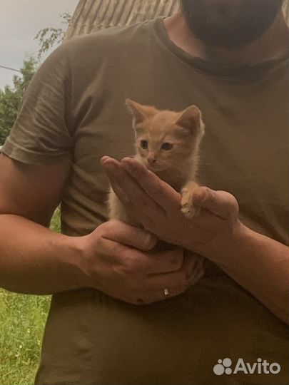 Котята в добрые руки даром