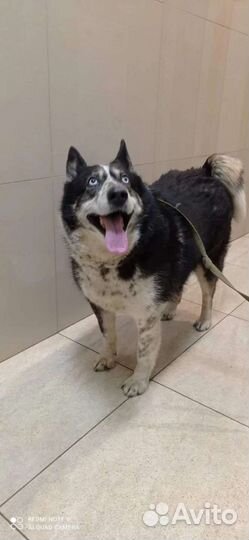 Пончик с голубыми глазами ищет дом