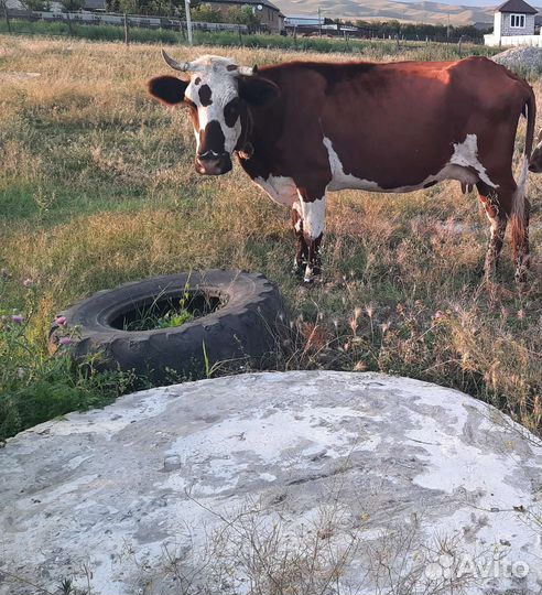 Корова дойная