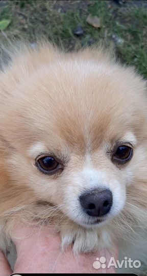 Девочка мини