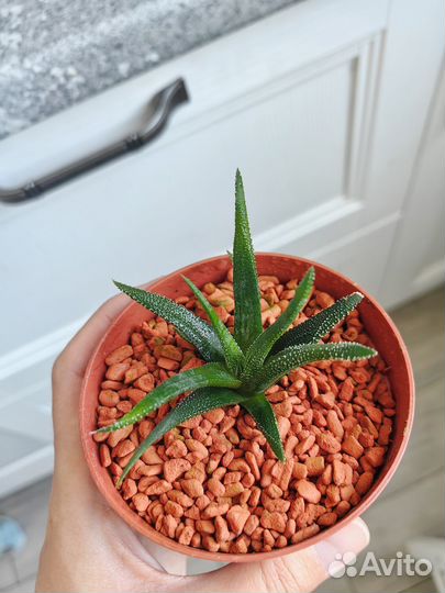 Хавортия жемчужная суккуленты