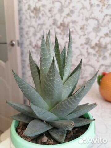 Алоэ сортовые, в новых горшках