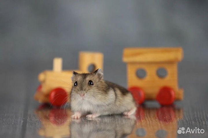 Джунгарский хомяк Ручные малыши Доставка