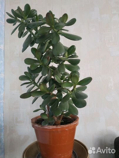 Крассула толстянка (денежное дерево)