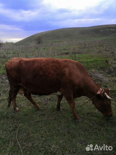 Продаётся Корова