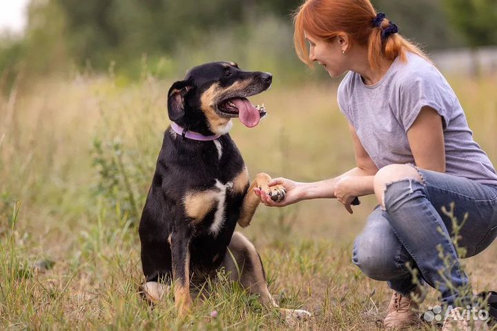 Собака из приюта