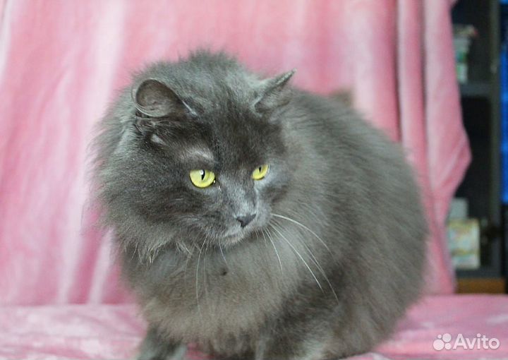 Чудесная кошечка