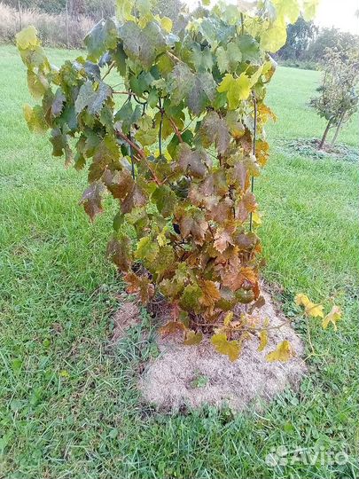 Продам виноград тимур