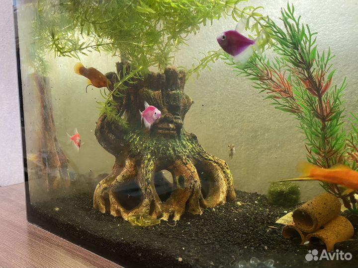 Аквариум