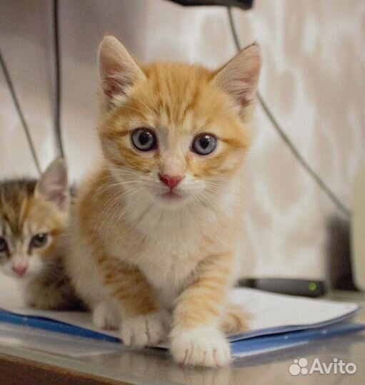 Рыжий котенок
