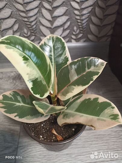 Фикус тенеке