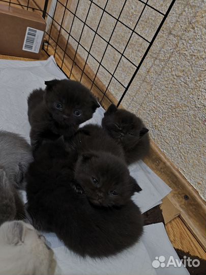Шотландские вислоухие и прямоухие котята