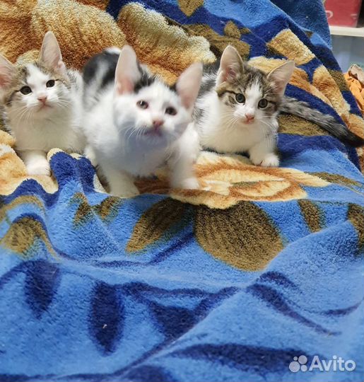 Котята мальчики и девочки