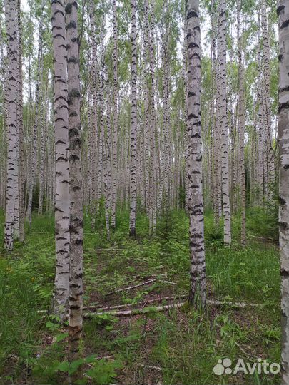 Лес на корню