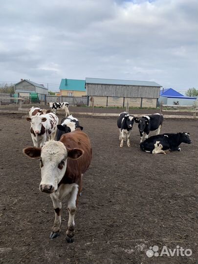 Телки герефорд