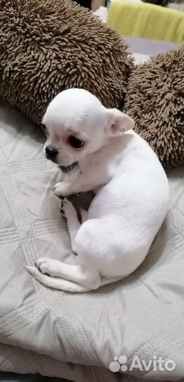 Щенки чихуахуа